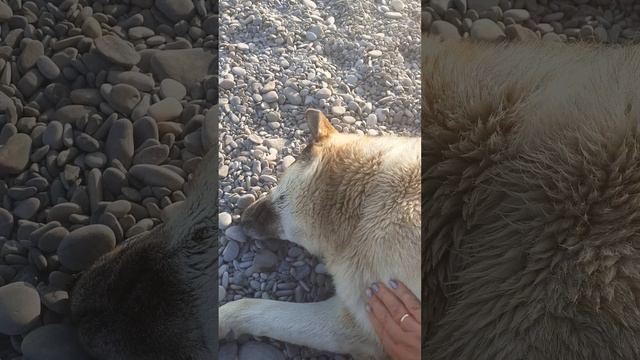 ПЕРВАЯ ВСТРЕЧА С ШАРИКОМ ЛАЗАРЕВСКИМ смотреть онлайн