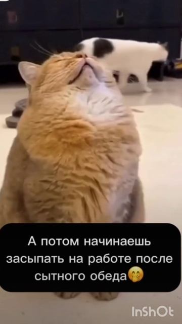 🤣🤣🤣🤣🤣🤣 смотреть онлайн