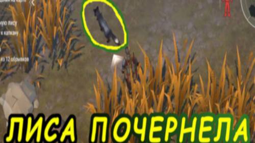 ПОЙМАЛ УГОЛЬНУЮ ЛИСУ | СЮЖЕТКА В Last Day on Earth: Survival #нетблокировкелесты смотреть онлайн