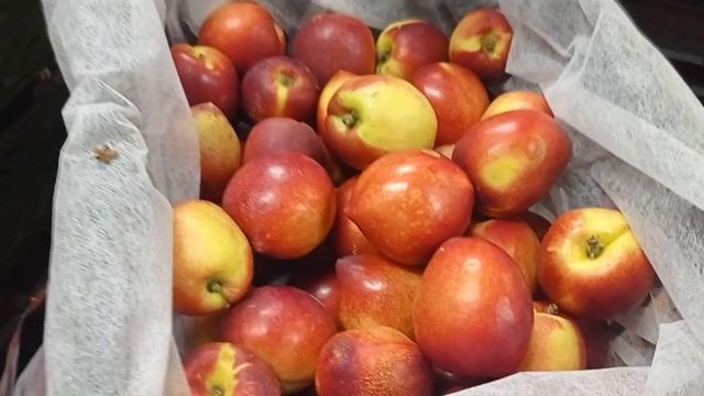 СВЕТОФОР ПОРАДОВАЛ👍ЗАКУПИЛИ ПО ПОЛНОЙ НЕДОРОГО ✅Обзор Магазина