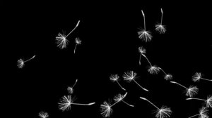 Video Background Footage Dandelions 2 - Футаж Одуванчики 2