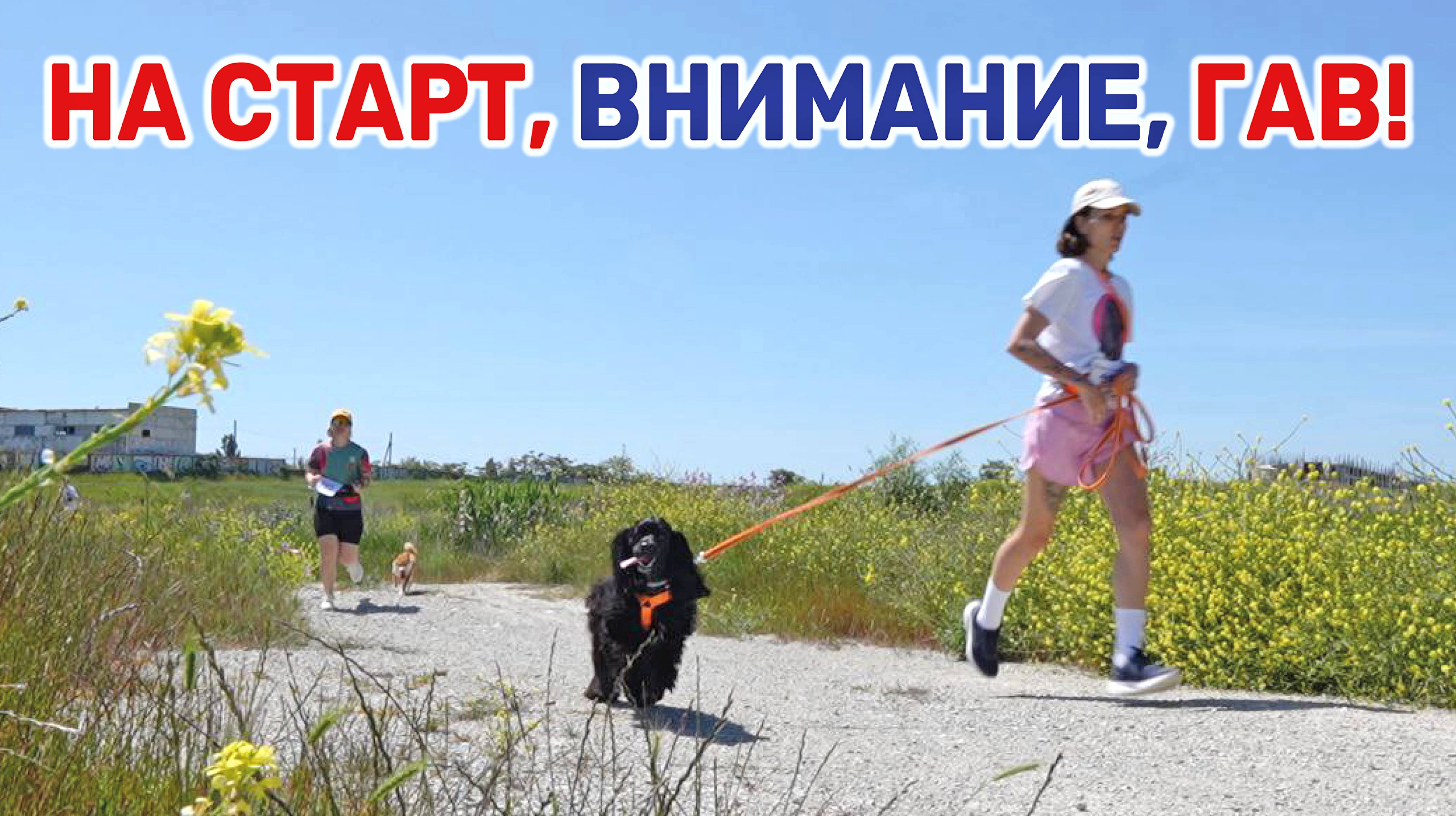 В Новороссийске прошел первый на Кубани забег спортсменов с собаками смотреть онлайн