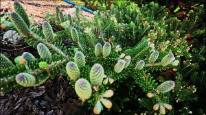 Приросты на редких хвойных! Ура лето!🥳 Начинаем обзор!💃 1 июня 2025г