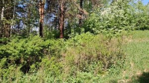 Летом в лесу. Новосибирский дендропарк. Музыка Лесная симфония, сгенерирована нейросетью.