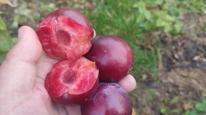 Слива диплоїдна сорт Рубі Кранч (plum Ruby Crunch). Огляд та де