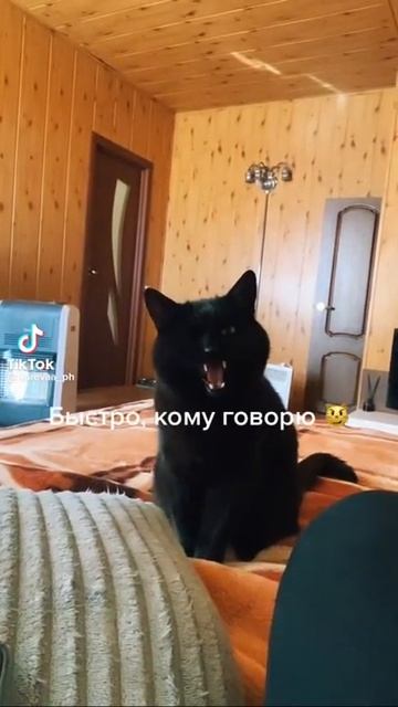 Вставай, я есть хочу!🐱 смотреть онлайн