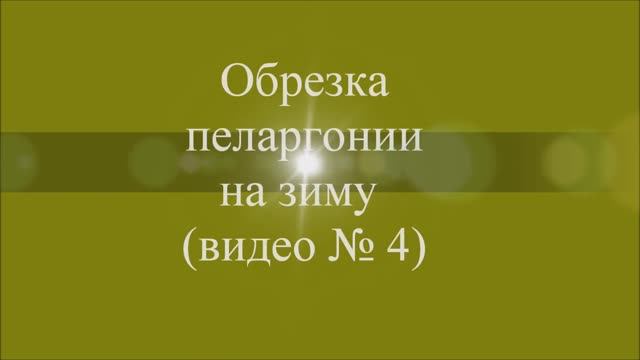 Обрезка пеларгонии на зиму. Выпуск от 09.11.20