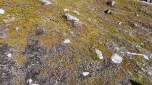 Работа + отдых. Встретил медведей. Копаю метал.