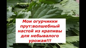 Проверено на себе: как я подкармливаю огурцы крапивой для обильного плодоношения.