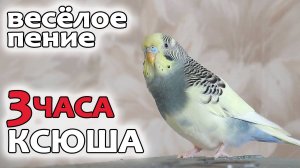 3 часа весёлого пения волнистого попугая.