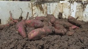 Огромный урожай батата можно вырастить в ящиках