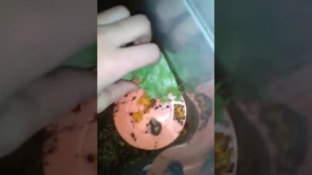Как дела у моих улиток? Переезд малышей. Маленький уго?