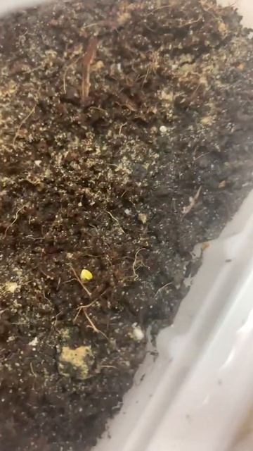 Урааа 😀😀первый росточек дельфиниума смотреть онлайн