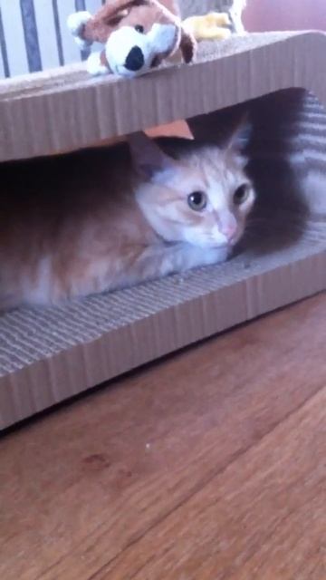 ЭКО Когтеточка смотреть онлайн