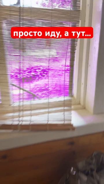 Мир стал фиолетовый 💜 смотреть онлайн