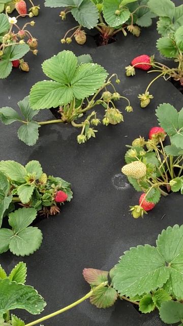 геотекстиль радует 🤩😋 смотреть онлайн