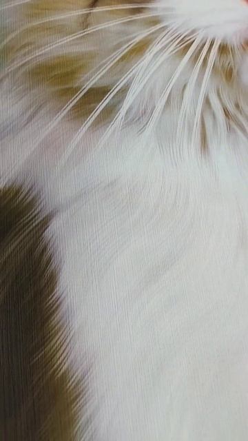 Фотообои GrandPik 10266 "Кот и бабочки на лужайке" смотреть онлайн