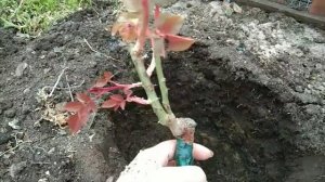 Как я сажала плетистую розу Амадеус!!!🌹(часть 2)