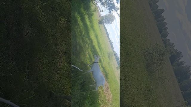 Зааненская козочка знакомимся смотреть онлайн