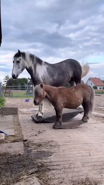 Horse swing 👍#Конные качели смотреть онлайн