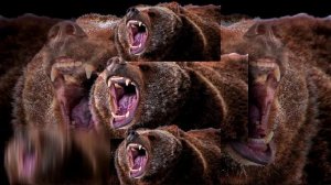 Poop music video Медведь злится Scan