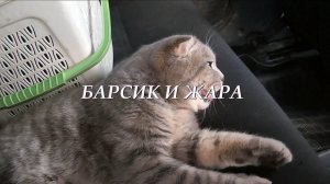 Барсик и жара