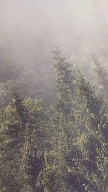 Фотообои GrandPik 2082 "Горный лес в тумане" смотреть онлайн