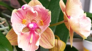 Новые орхидеи. Домашние цветение орхидей.