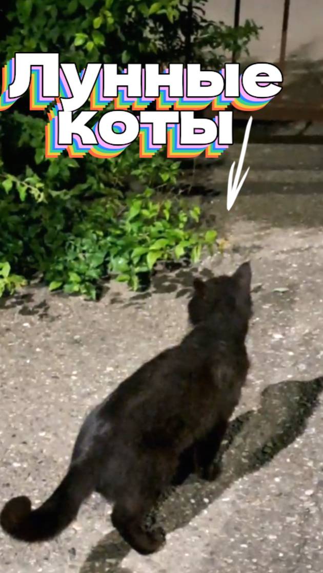 Лунные коты смотреть онлайн