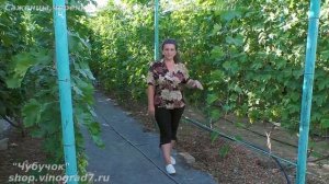 Выращивание молодых саженцев винограда - удобрение, полив, пасынки, защита  от болезней (Пузенко Н.)