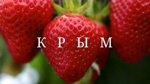 Крым. Сбор урожая клубники в Крыму #топыкатегорий