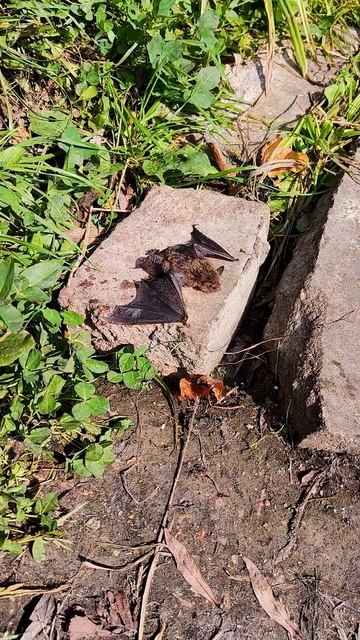 Пришелец из Москвы-реки #shorts смотреть онлайн