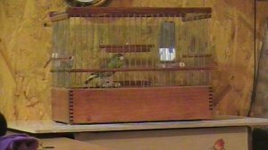 Кенар  №141Г.Ю., (№18) БСМ на конкурсе ФПРК 02.03.2024 года.