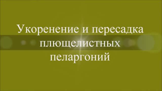 Укоренение и пересадка  плющелистных пеларгоний. Выпуск от 14.12.20