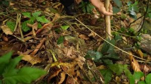 Приключения в джунглях. Убежище в скале.