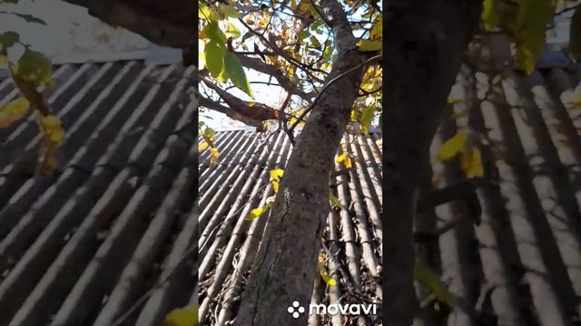 Освобождаем кровли домов и прочих строений от нависаю смотреть онлайн