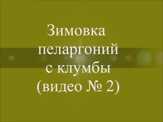 Зимовка пеларгоний с клумбы. Выпуск от 01.11.20