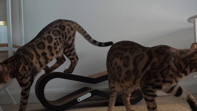 Когтеточка-лежанка из картона Малибу от Tommy Cat смотреть онлайн