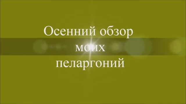 Осенний обзор моих пеларгоний. Выпуск от 23.11.20