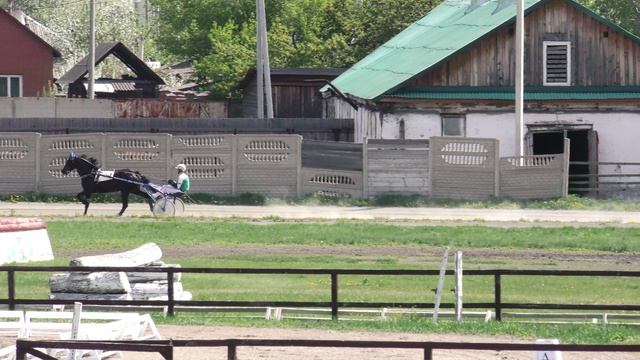17.05.2025г.Абаканский Ипподром лошади 2-х лет орловской рысистой породы 1600м