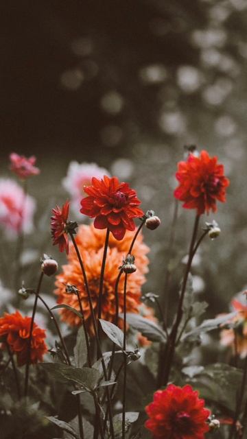 Цветочные обои #обоинателефон #обои смотреть онлайн