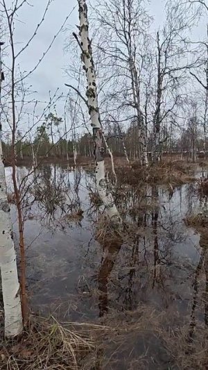 Весь лес затопило.