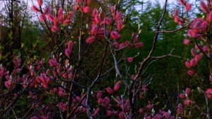 01.06.2025 год, природа колымы, Магадан, Магаданская обл.