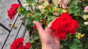 Обзор пеларгоний