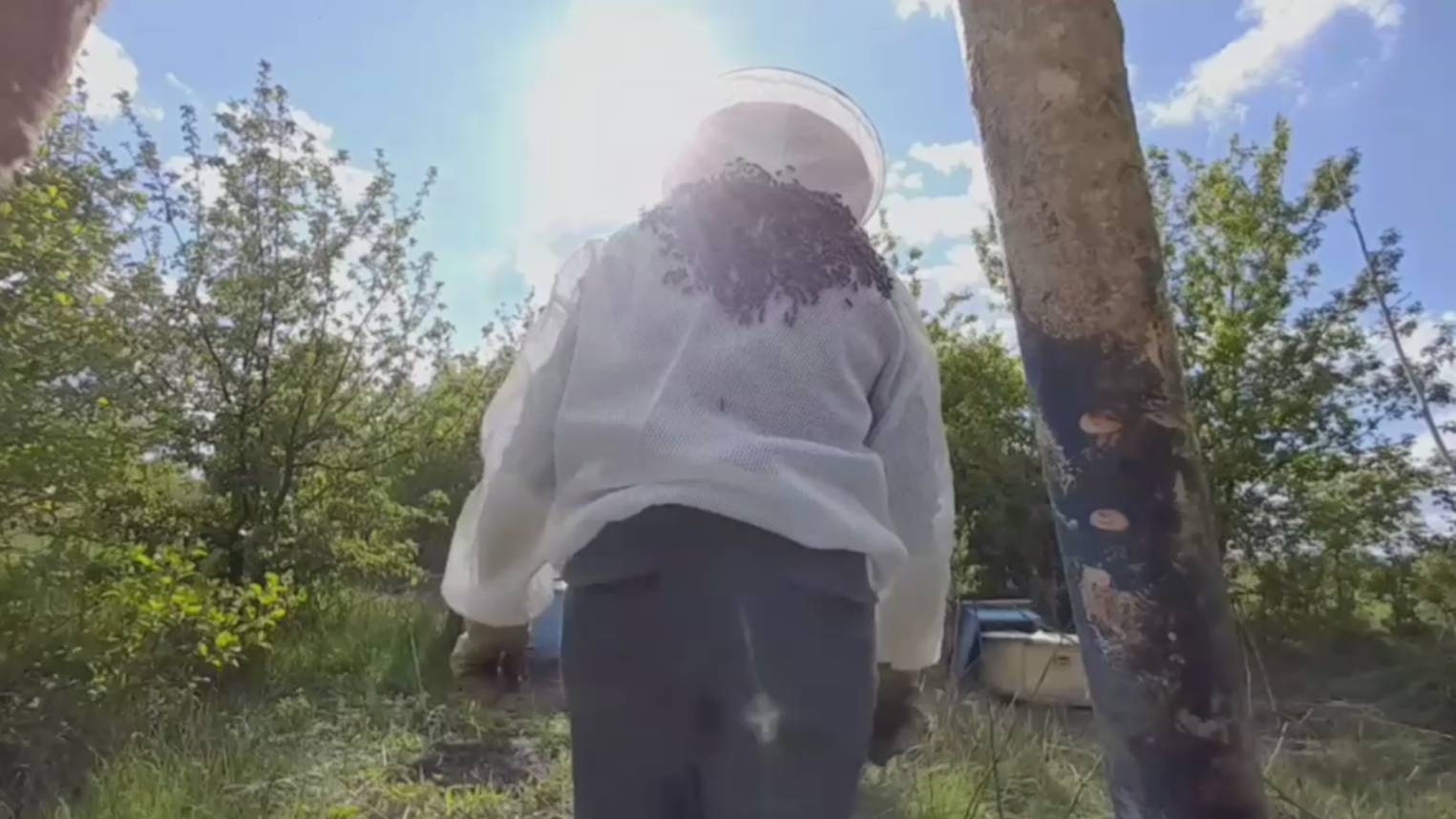 Рой сел на спину пчеловода смотреть онлайн