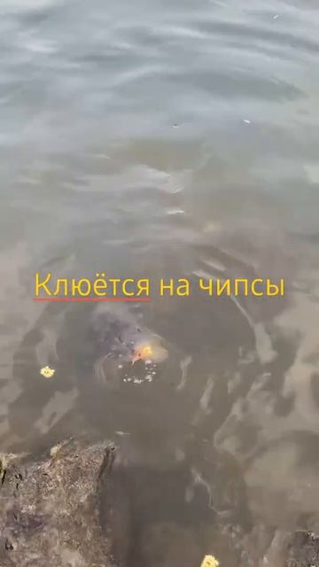 СНЯЛ НА ВИДЕО КАК РЫБКА ЕСТ КРАБОВЫЕ ЧИПСЫ ШОК . смотреть онлайн
