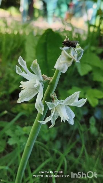 Птицемлечник 28.05.2025 смотреть онлайн