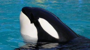 Как Касатки охотятся на Акул