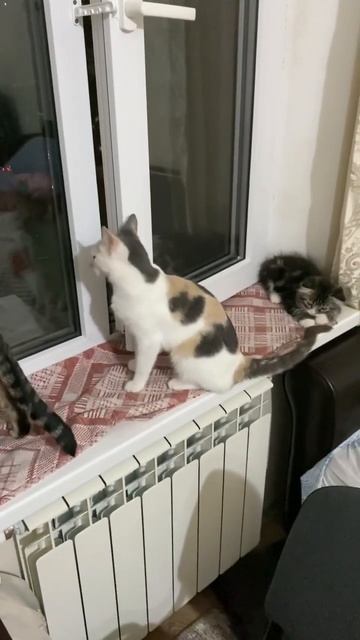 Сразу три котика на одном подоконнике - чудеса да и тол смотреть онлайн