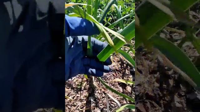 желтеют кончики листьев на чесноке? Меня это не напрягает.